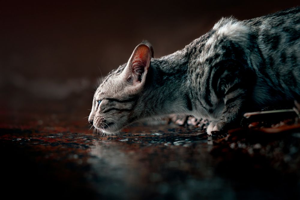 Фотография автора Tran Anh Tuan