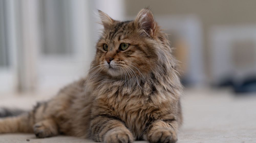 Photograph by Mustafa Sahin