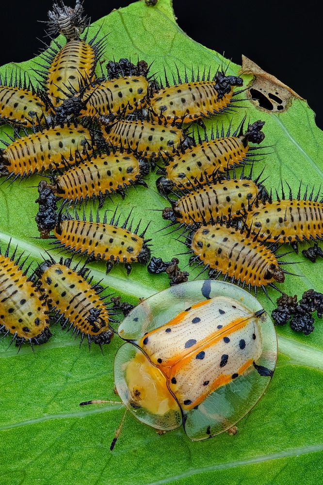 Photograph by Tran The Ngoc