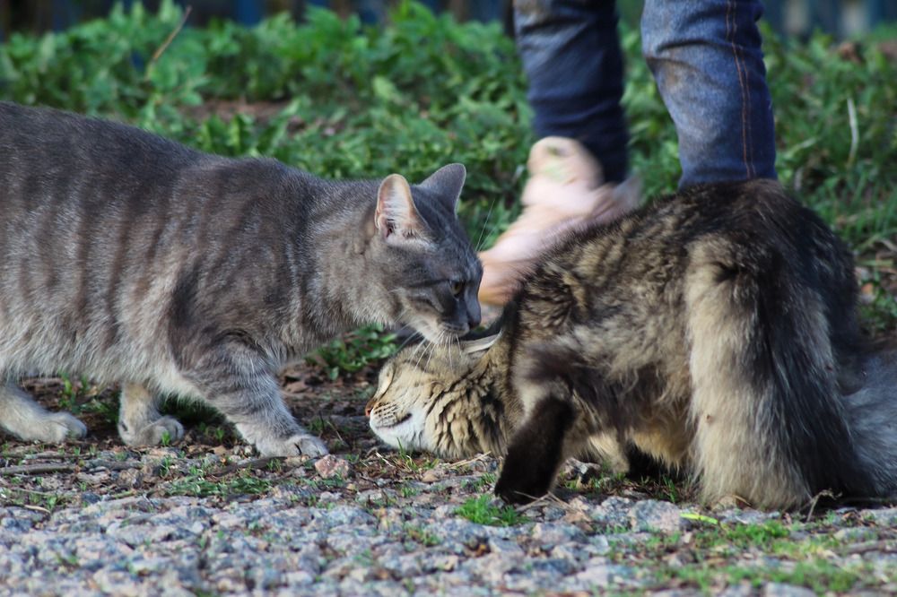 Photograph by Елена Наленч