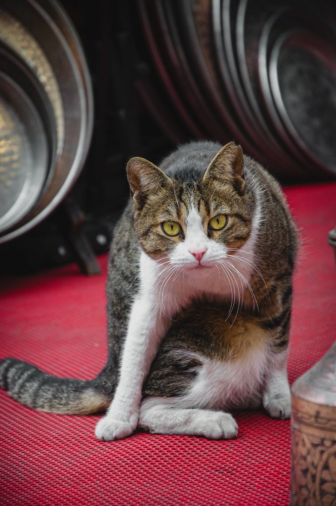 Photograph by Александра Шилина