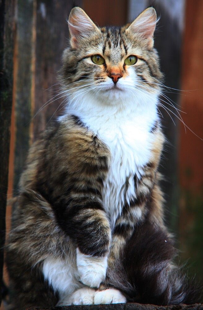 Photograph by ANDREY PERESHEIN