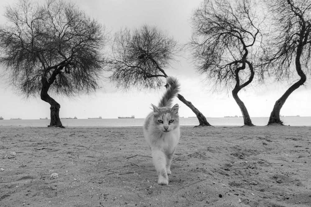 Photograph by bekir istemi