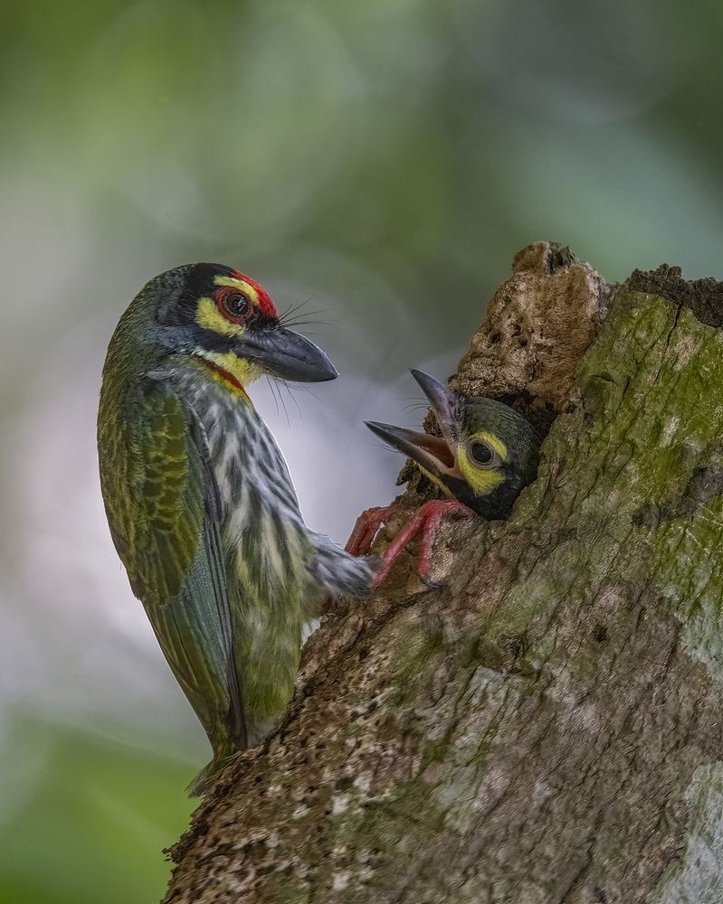 Photograph by Shraman Banerjee