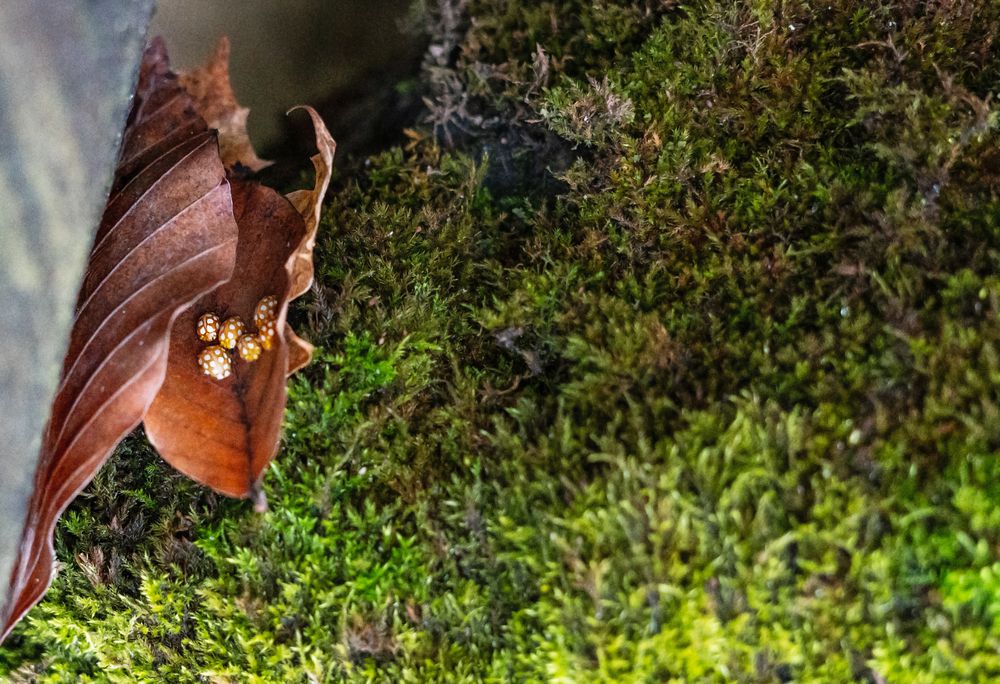 Photograph by Елена Гоосен