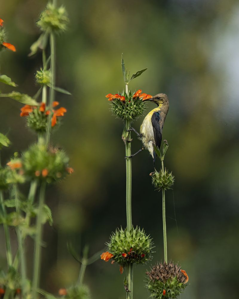 Photograph by Shraman Banerjee