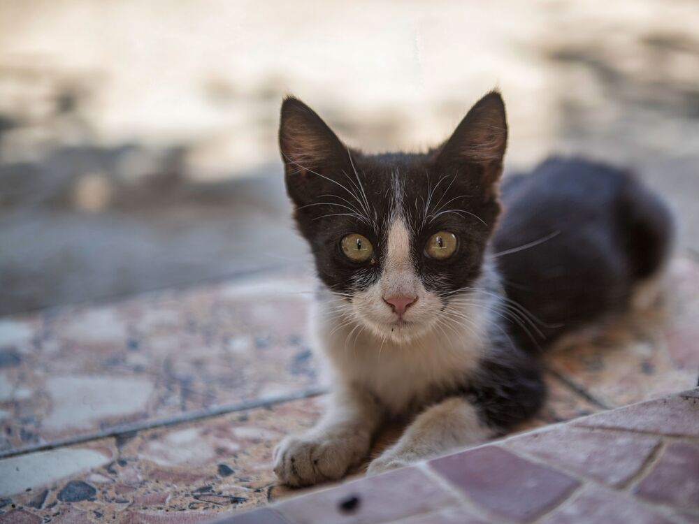 Photograph by Hassan Dahmane