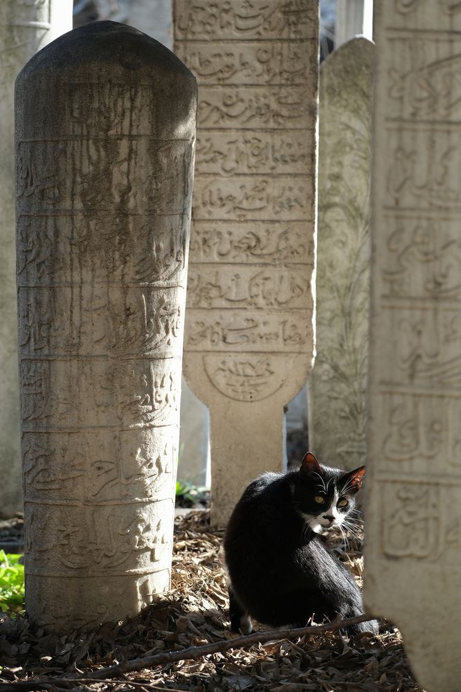 Photograph by Feyza Umaysiz