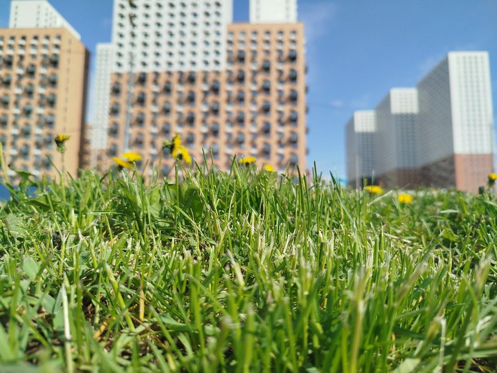 Одуванчики