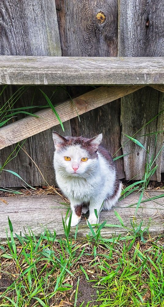 Миша релаксирует.