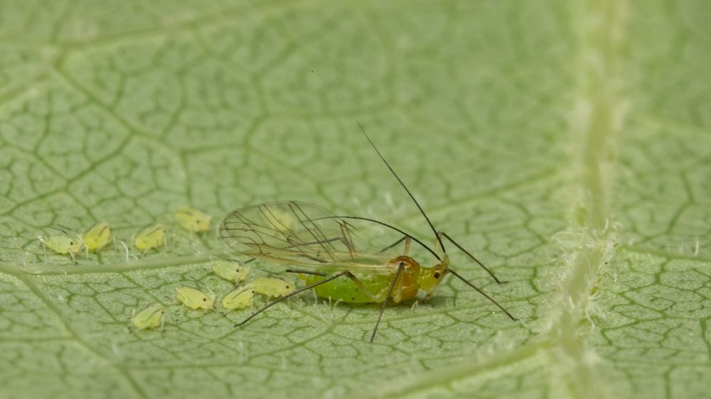 Фотография автора heymans Tiffany