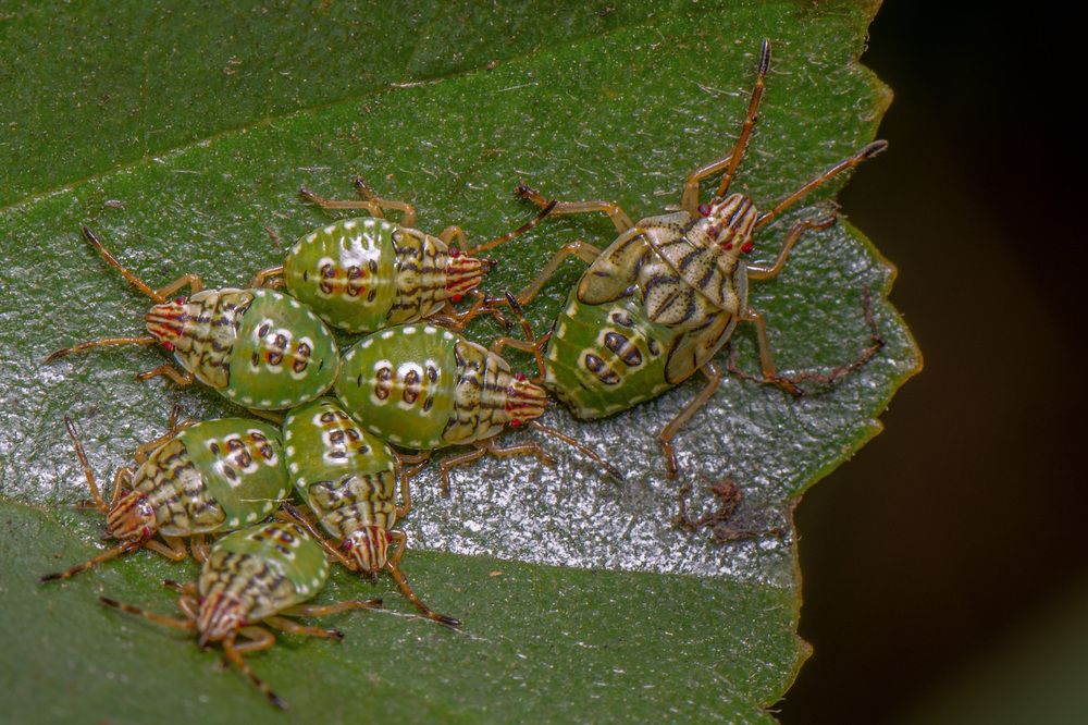 Фотография автора heymans Tiffany