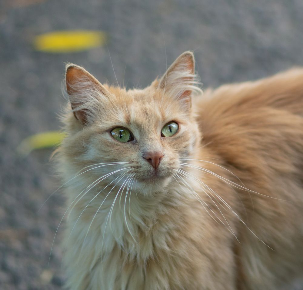 Фотография автора Шипунова Ирина