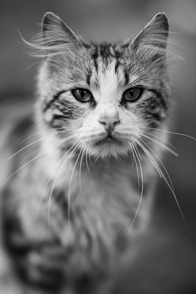 Photograph by Анна Чеснокова