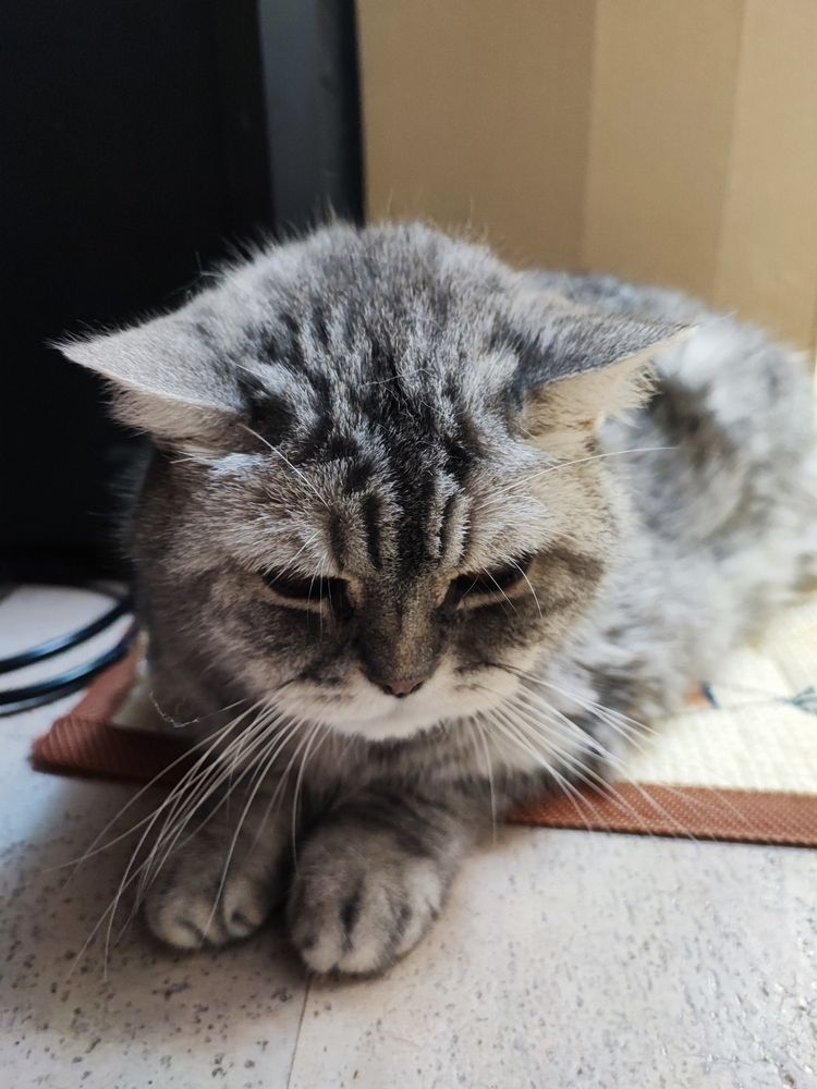 Тимоша наблюдает