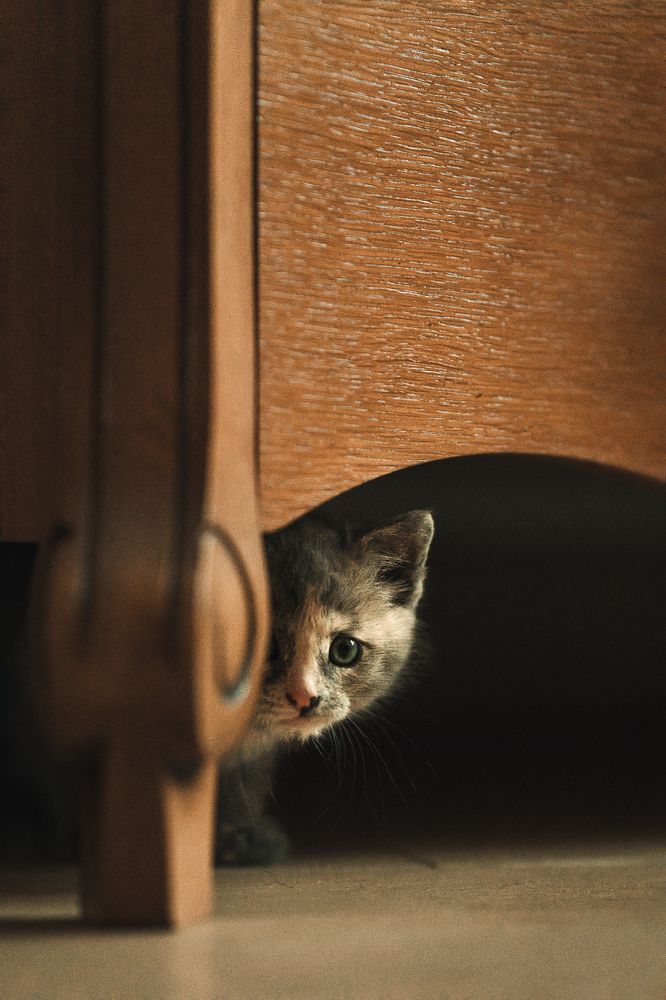 Фотография автора Анжелика