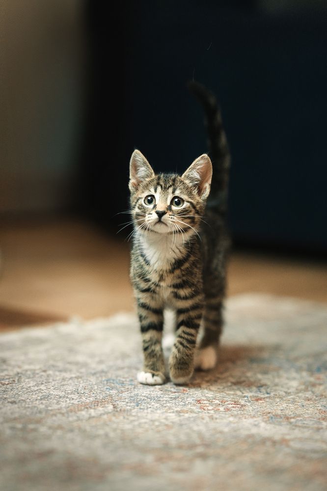 Фотография автора Анжелика