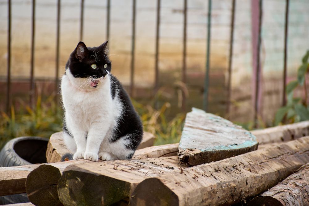 Photograph by Анна Опанасенко