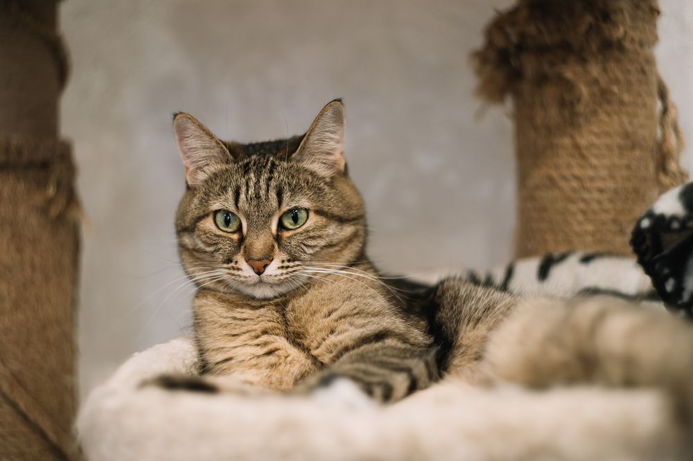 Photograph by Диана Сергеевна