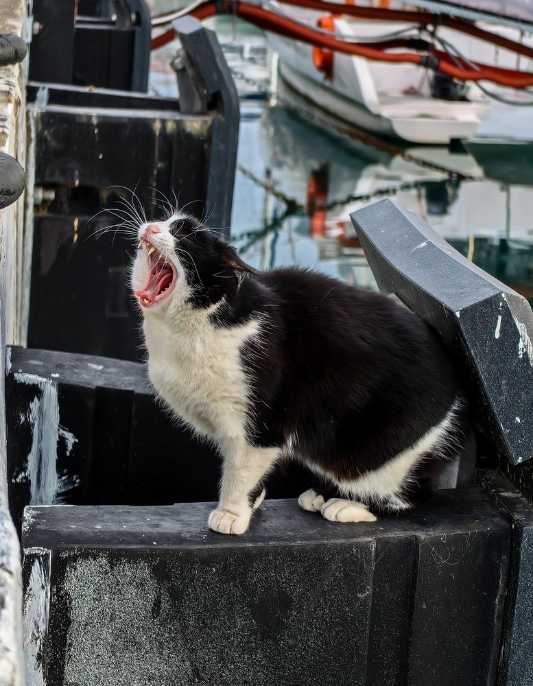 Photograph by Евгений Симион