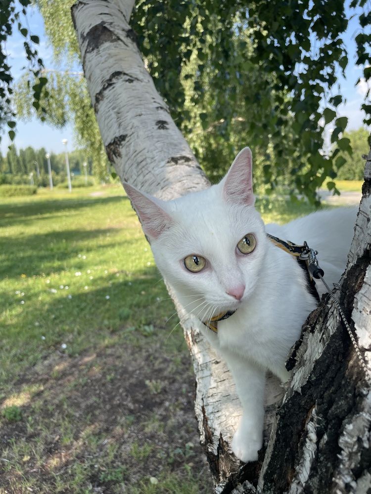 мимикрия