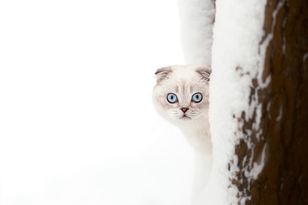 Photograph by Tomas Danco