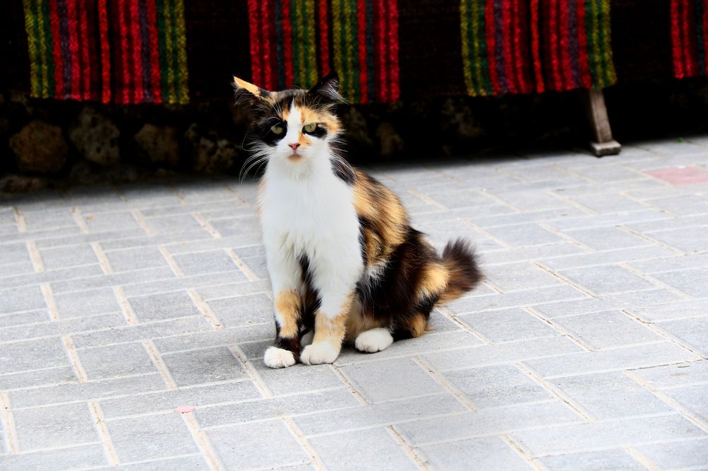 Фотография автора Olga Andriuc