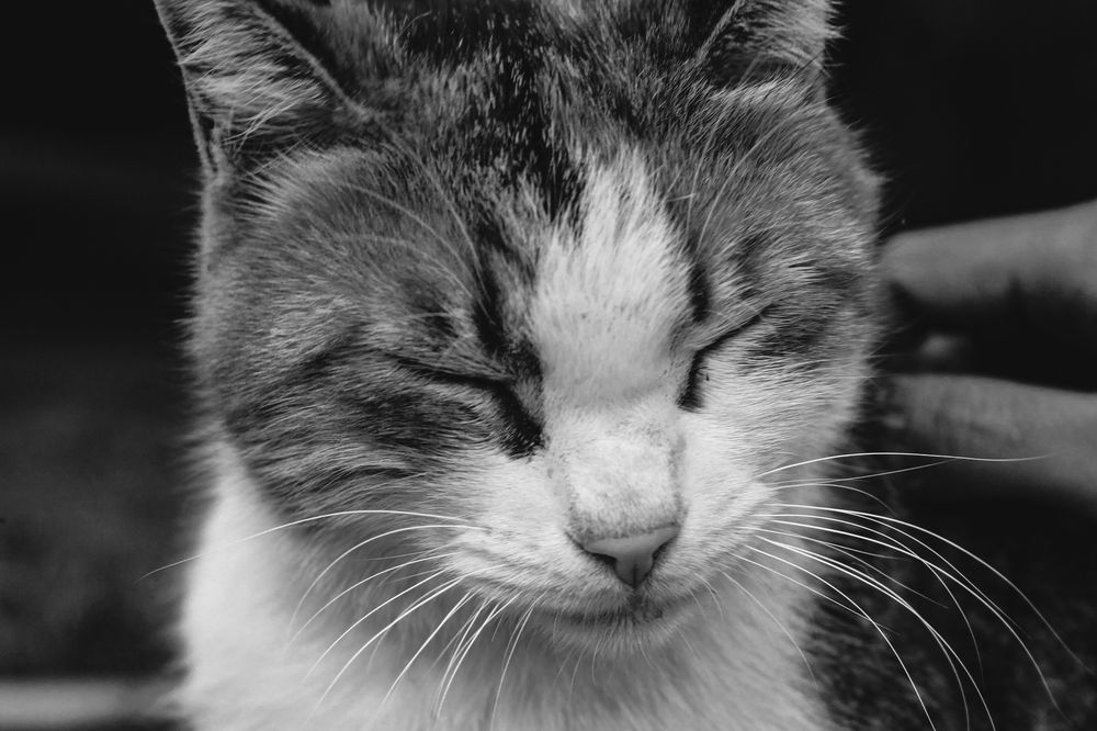 Фотография автора Ermac Kiyani