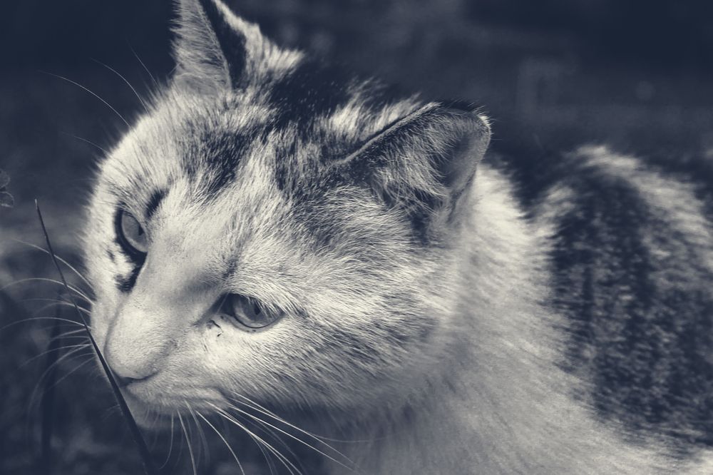 Фотография автора Ermac Kiyani