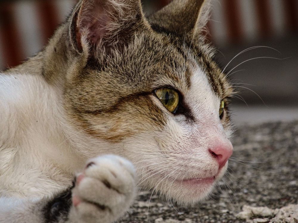 Фотография автора Ermac Kiyani