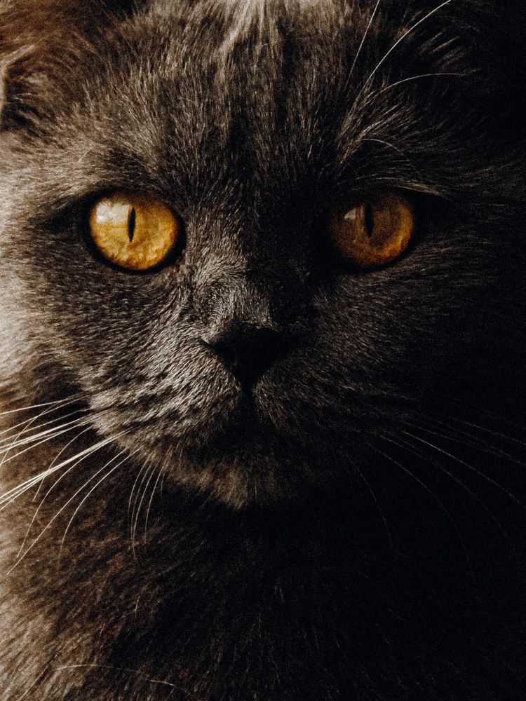 Фотография автора Алиса Исаева