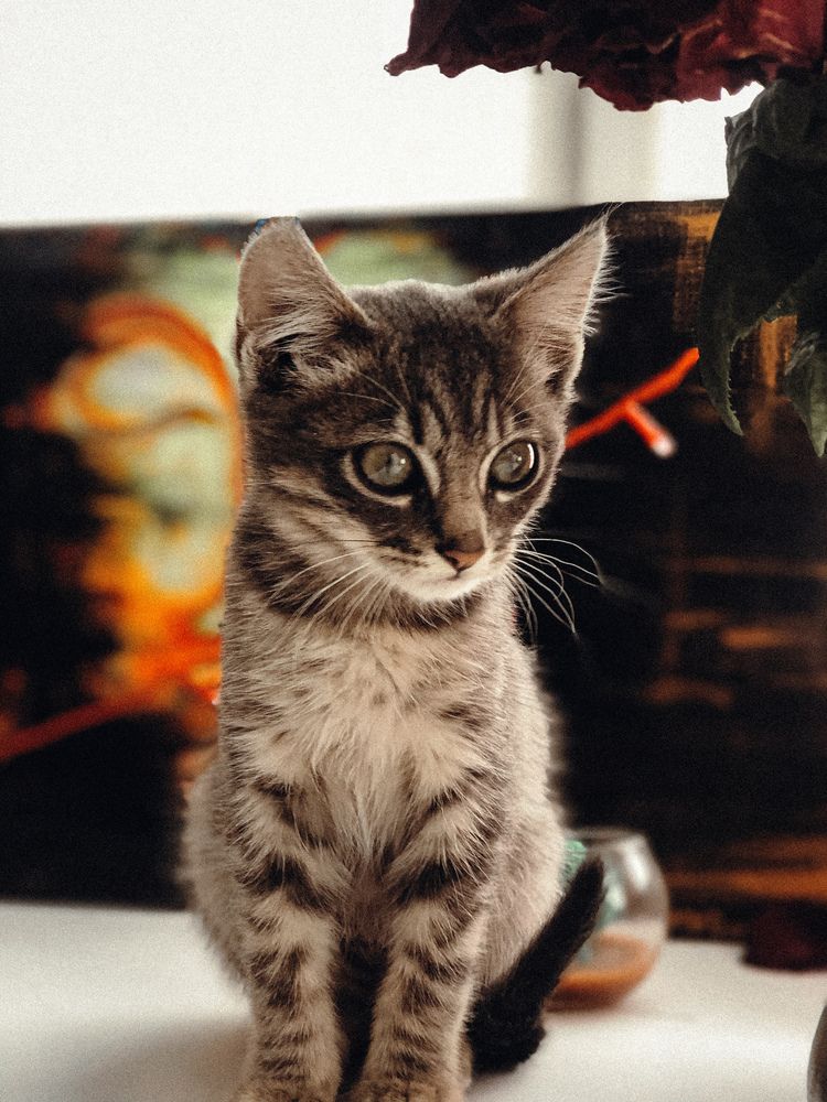 Фотография автора Алиса Исаева