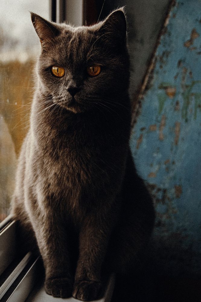 Фотография автора Алиса Исаева