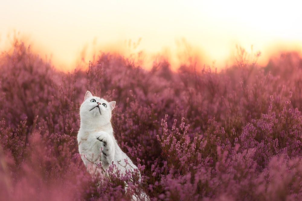 Photograph by Tomas Danco