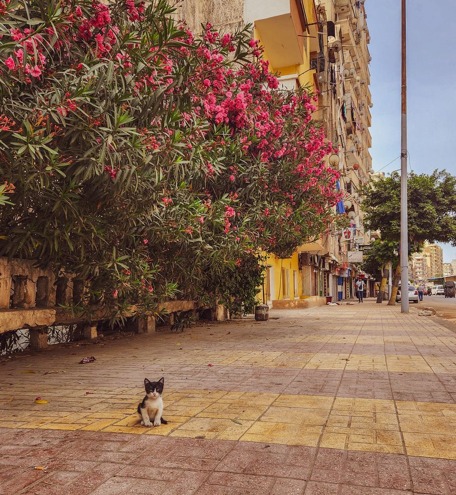 Photograph by Ahmed Ehab Akl