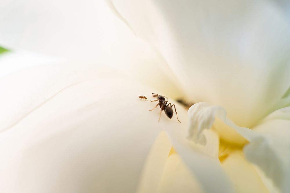 Photograph by Михаил Косолапов