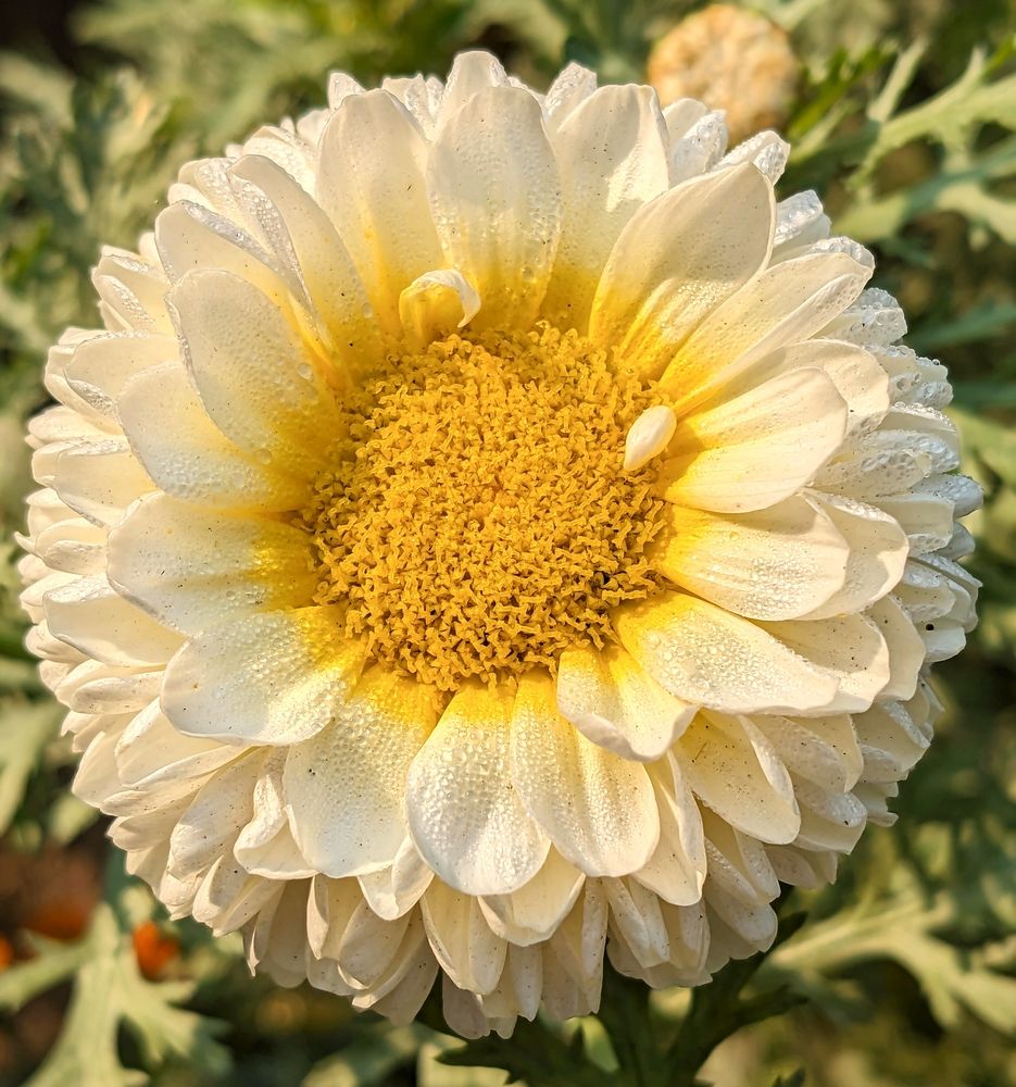 Pearls of Dawn on Petals of Purity