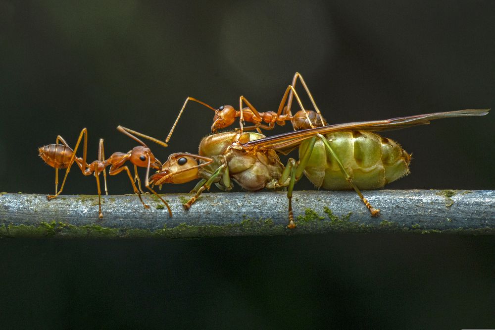 Фотография автора NeCoTi ChonTin