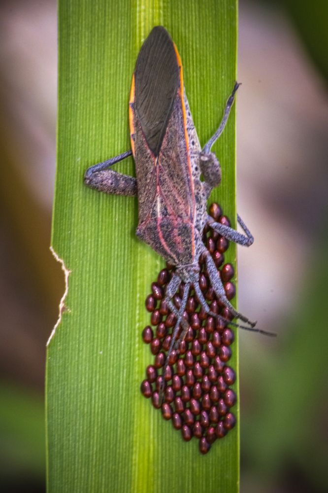 Фотография автора NeCoTi ChonTin