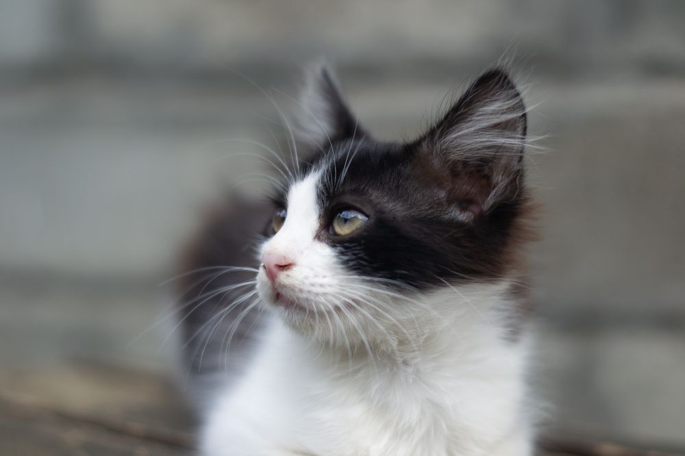 Photograph by Виорика Фоменко