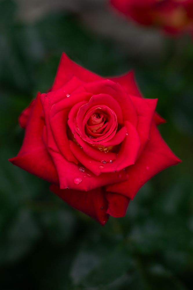 Photograph by Виорика Фоменко