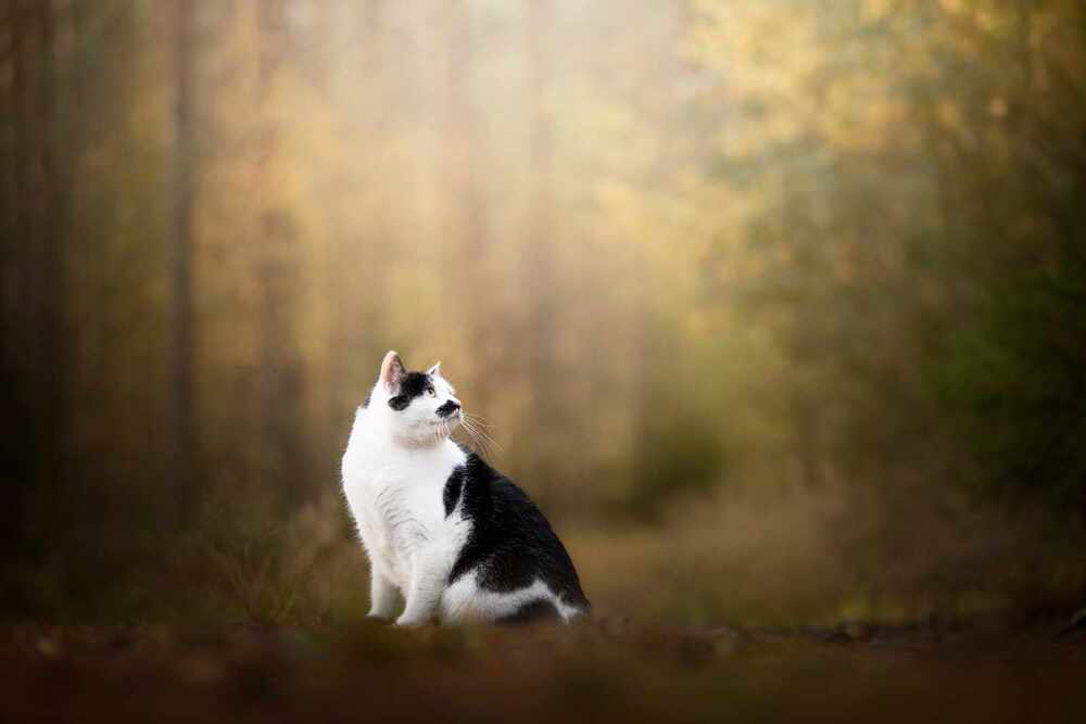 Photograph by Nicol Urbanová