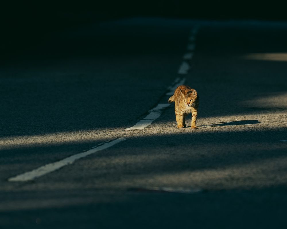 Photograph by Юлия Козина