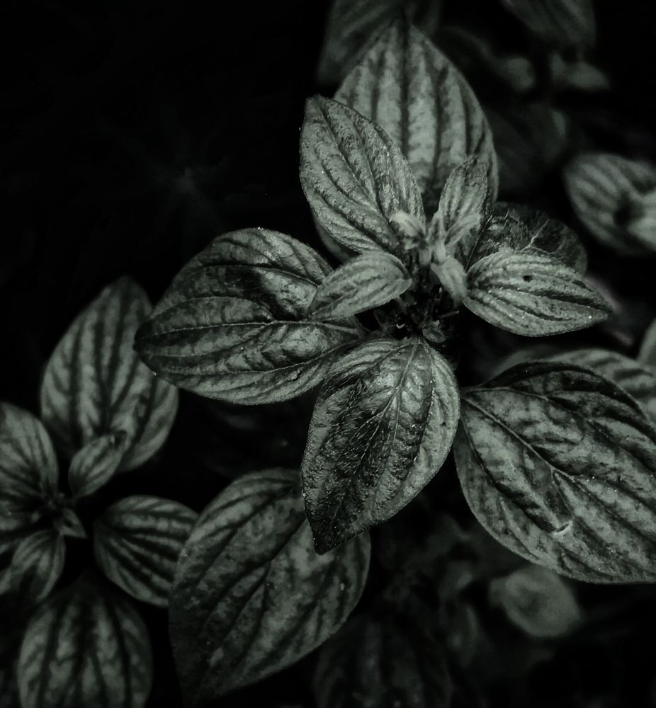 Photograph by Shebika halder