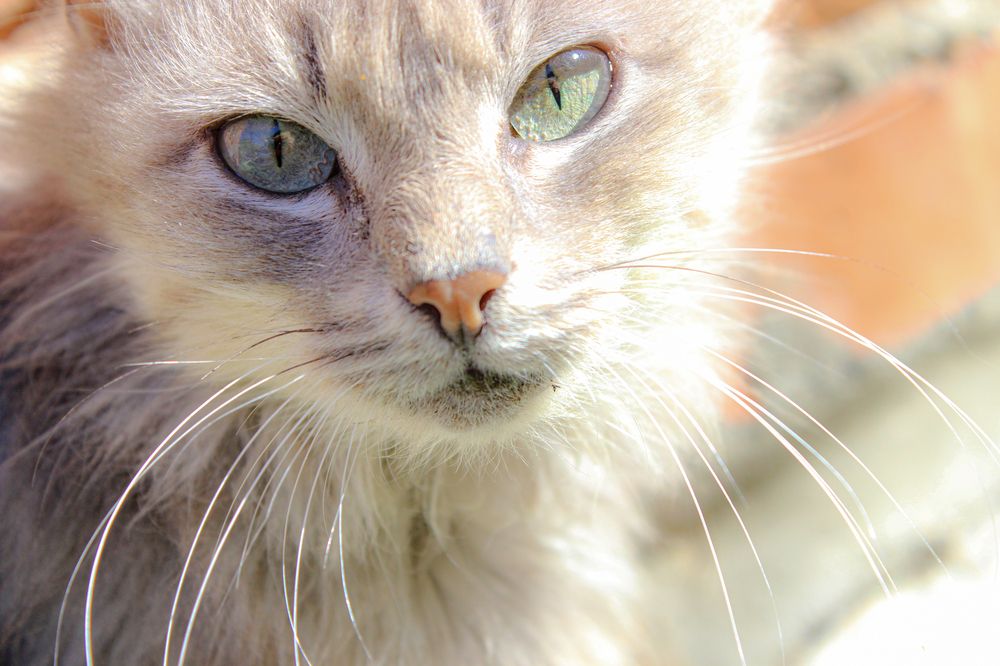 Фотография автора Татьяна Сергиенко