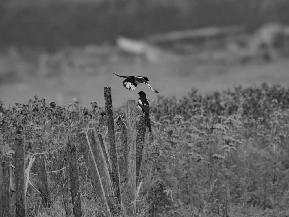 Photograph by Mafaz Abdeen