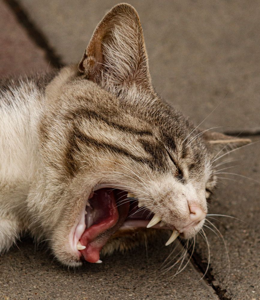 Photograph by Mehrad Mallaei