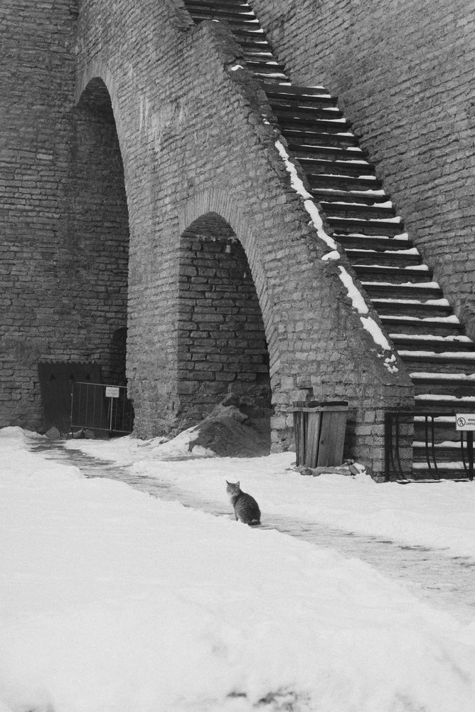 Сastle cat