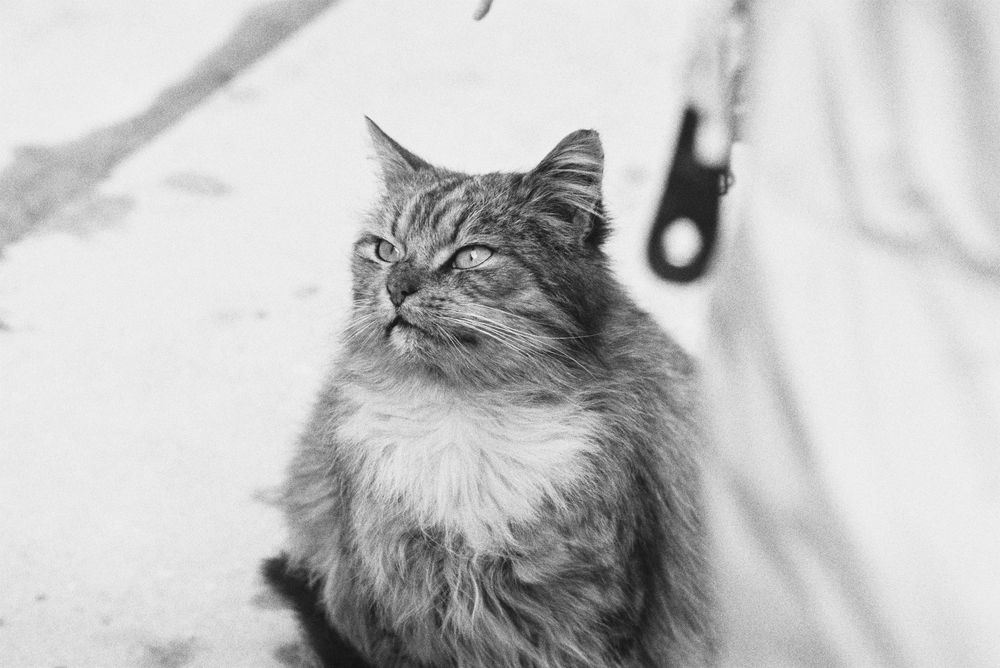 Photograph by Евгений Трипецкий