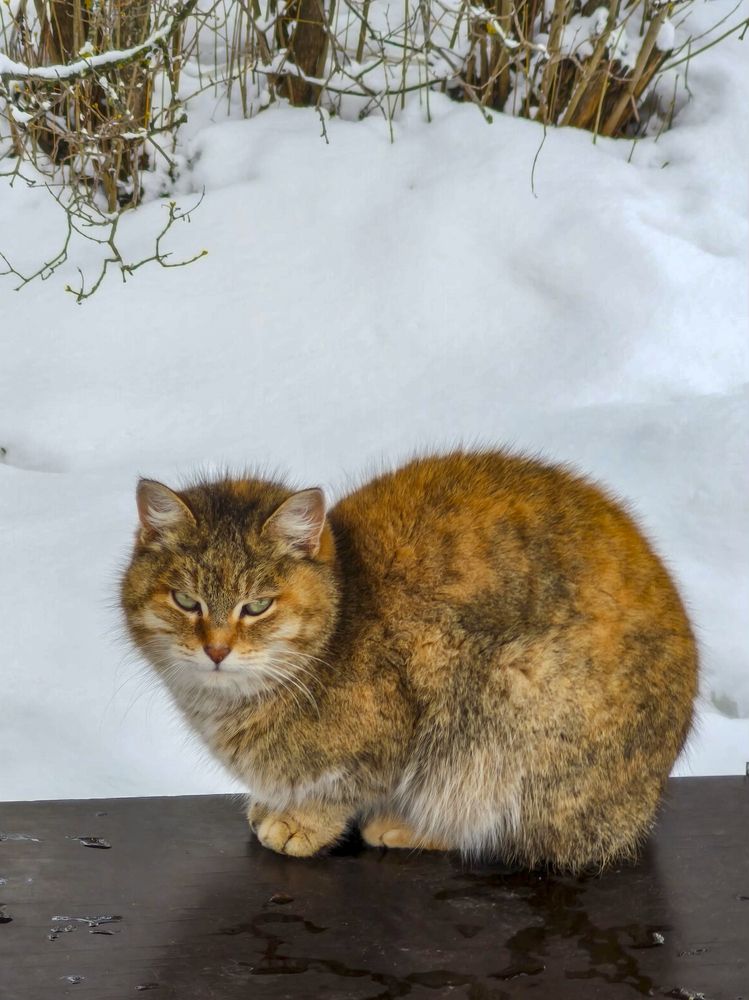 Фотография автора Татьяна Петренко